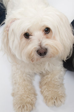 Beautiful and cute Maltese dog  (11 months old)