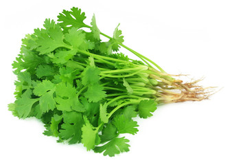 Bunch of fresh coriander leaves