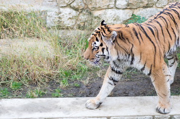 Tenno-ji zoo,osaka(prefectures),tourism of japan
「大阪・天王寺動物園」