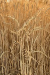 Колоски спелой пшеницы