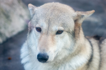 Tenno-ji zoo,osaka(prefectures),tourism of japan
「大阪・天王寺動物園」