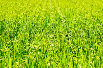 Tanada(rice field),nara(prefectures),tourism of japan
