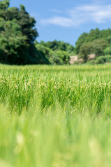 Tanada(rice field),nara(prefectures),tourism of japan