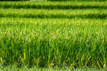Tanada(rice field),nara(prefectures),tourism of japan