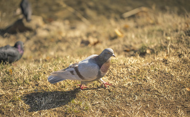 Funny curious dove, birds, beautiful sunlit background