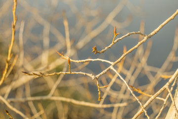 Leafless tree branch