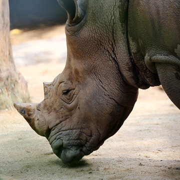 Head Portrait of a Rhino