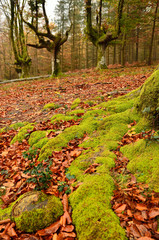 Hayedo de Otzarreta en Oto&ntilde;o, Gorbeia, Espa&ntilde;a