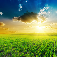 Fototapeta na wymiar sunset in clouds and green grass field