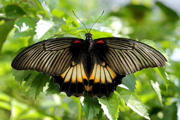 Great Mormon Butterfly on Plant