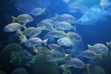 Underwater world - exotic fishes in an aquarium