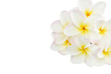 Fototapeta premium frangipani flowers on white background with clipping paths