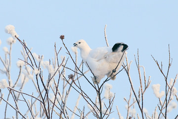 Partridge against the sky