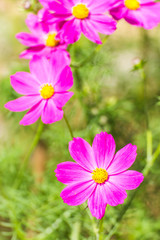 Fototapeta premium pink cosmos flower