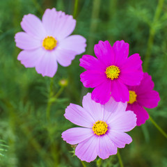 Obraz premium pink cosmos flower