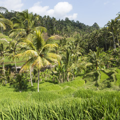 Green rice fields on Bali island, Jatiluwih near Ubud, Indonesia