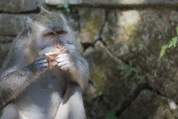 Monkey at Sacred Monkey Forest, Ubud, Bali, Indonesia
