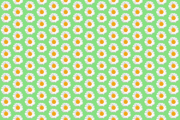 シャスタデイジー花柄模様