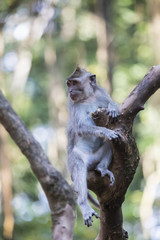Monkey at Sacred Monkey Forest, Ubud, Bali, Indonesia