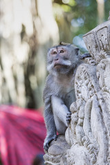 Monkey at Sacred Monkey Forest, Ubud, Bali, Indonesia