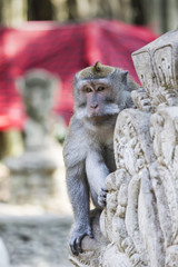 Monkey at Sacred Monkey Forest, Ubud, Bali, Indonesia