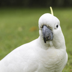 Sulphur-crested Cockatoo (Cacatua galerita)