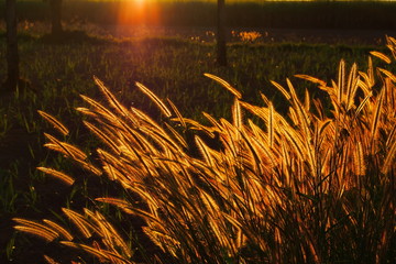 Swaying bright golden grass flower in when the sunset in the evening 