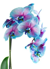 Paintings on glass Orchid stem of blue orchids