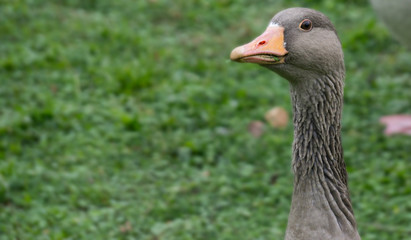 Neugierige Gans