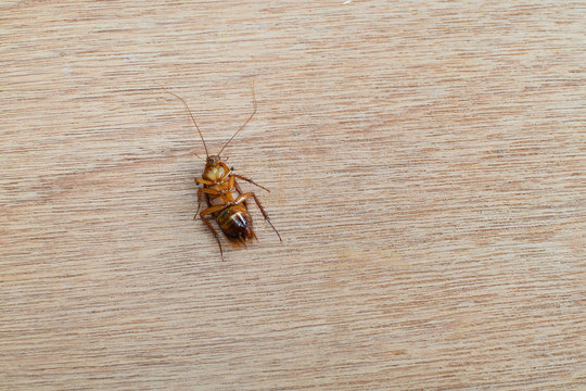 Cockroach (Blatta lateralis), also known as the rusty red cockroach on wood background. Wild life animal