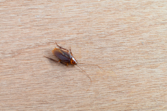 Cockroach (Blatta lateralis), also known as the rusty red cockroach on wood background. Wild life animal.