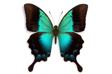 Crédence de cuisine en verre imprimé Papillon beau fond de papillon
