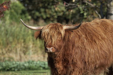 Highland Cattle, Kyloe on a meadow in Lower Saxony, Germany