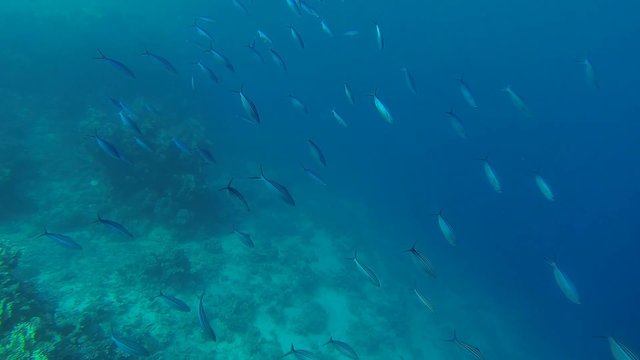 viele kleine gestreifte fische im meer
