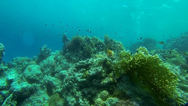 viele kleine fische im korallenriff in zeitlupe
