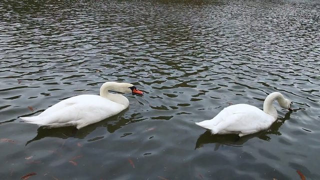 swans at the lake swimming