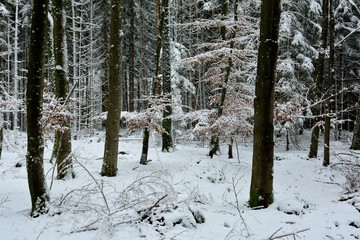 Winterwald