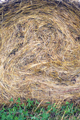 Lots of twisted dry hay photographed closeup as background or texture
