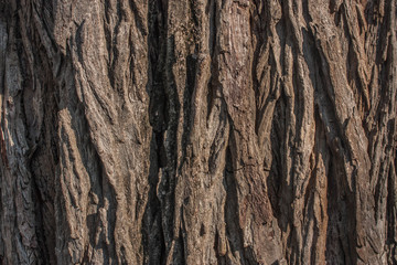 Bark texture background