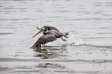 Flying pelican in the Paracas National Reserve, Peru
