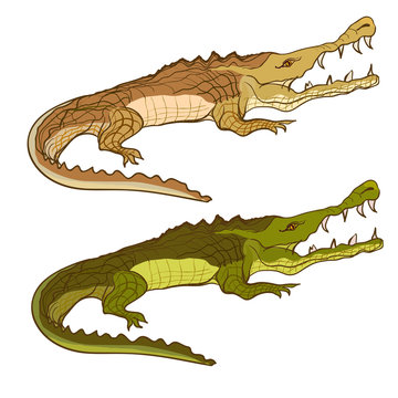 Crocodile green and brown. Vector cartoon image isolated 