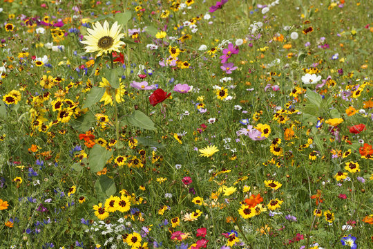 Sommerliches Wildblumenfeld