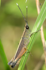 grasshopper