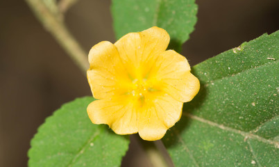 Yellow flower