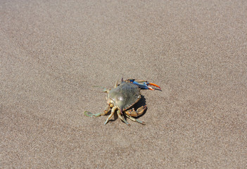 Blue crab, Callinectes sapidus in sand photo