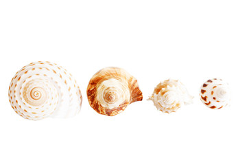 seashell isolated on white background.
