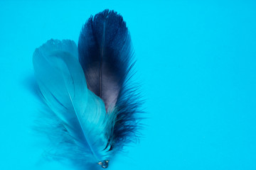 Blue Feather on Blue background