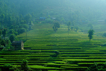 Agricultural fields in Nepal