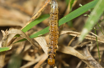 Butterfly larvae
