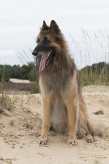 Dog, Belgian shepherd Tervuren, looking out over dunes